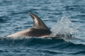 White-beaked Dolphin, Farne Deeps, Northumberland 25/07/12 (c)Martin Kitching/www.northernexperienceimages.co.uk