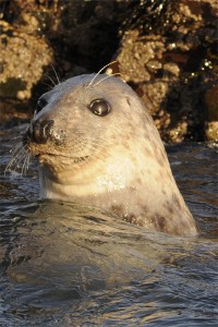 Grey Seal, Offshore wildlife photography, Northumberland, 11/12/2010