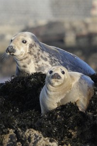 Grey Seal, offshore wildlife photography, Northumberland 11/12/2010