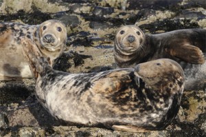 Grey Seal, offshore wildlife photography, Northumberland 11/12/2010