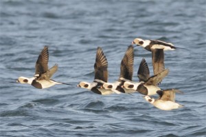 Long-tailed Ducks on an offshore birdwatching trip, Northumberland 11/12/2010
