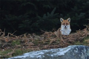 Red Fox, wildlife photography, nature photography, wildlife photography tuition, wildlife photography training, wildlife photography courses, Northumberland