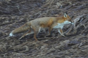 Red Fox, wildlife photography, nature photography, wildlife photography tuition, wildlife photography training, wildlife photography courses, Northumberland