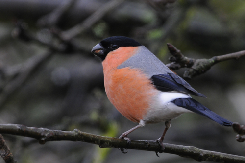 Bullfinch, bird photography, wildlife photography