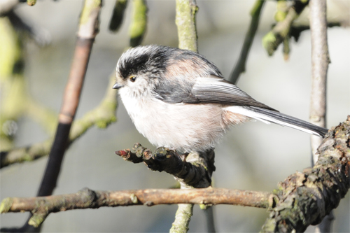 Long-tailed Tit, bird photography, Northumberland