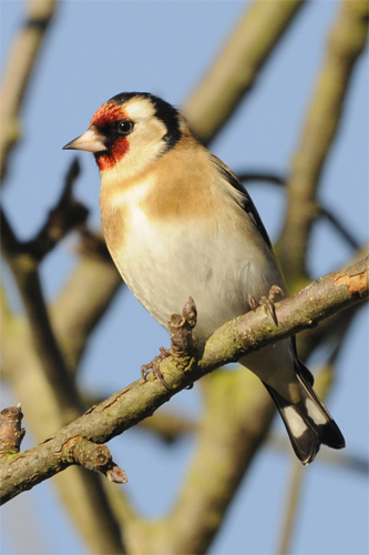 Goldfinch, bird photography, Northumberland