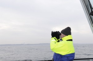 North Sea, Northumberland, Cetaceans, Harbour Porpoise, Minke Whale