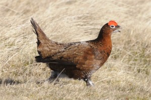 Red Grouse, bird photography, wildlife photography tuition, wildlife photography holidays, wildlife photography courses