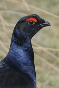Black Grouse, bird photography, wildlife photography tuition, wildlife photography holidays, wildlife photography courses
