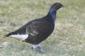 Black Grouse, bird photography, wildlife photography tuition, wildlife photography holidays, wildlife photography courses