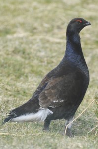 Black Grouse, bird photography, wildlife photography tuition, wildlife photography holidays, wildlife photography courses