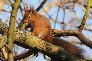 Red Squirrel, mammal photography, photography tuition, photogarphy courses, photography holidays