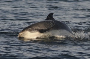 White-beaked Dolphin,dolphin watching trips,whale watching trips,Northern Experience Wildlife Tours