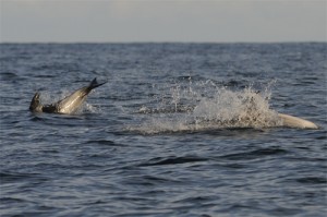 White-beaked Dolphin,dolphin watching trips,whale watching trips,Northern Experience Wildlife Tours