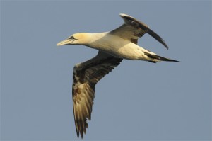 Northern Gannet,Northumberland,bird photography courses,bird photography holidays,wildlife photography holidays,pelagic trips