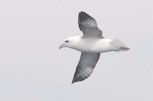 Northern Fulmar,bird photography,pelagic birdwatching,Northumberland