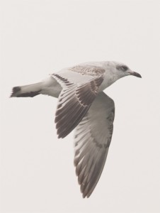 Mediterranean Gull,bird photography,pelagic birdwatching,Northumberland
