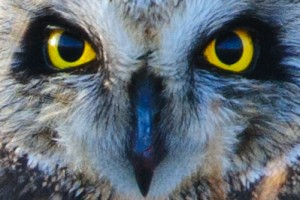 Short-eared Owl,Asio otus,Northumberland,bird photography courses,wildlife photography courses