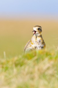 Golden Plover,North Pennines AONB,bird photography tuition,bird photography holidays