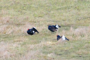 Black Grouse,North Pennines AONB,bird photography holidays,bird photography tuition