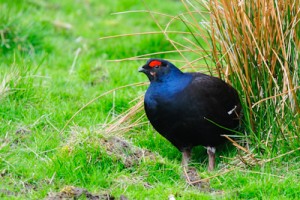Black Grouse,North Pennines AONB,bird photography holidays,bird photography tuition