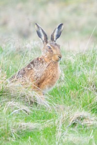 Brown Hare,North Pennines AONB,wildlife photography holidays,wildlife photography tuition