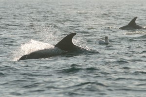 White-beaked Dolphin [Lagenorhynchus albirostris],whale watching,dolphin watching,Northumberland