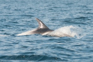 White-beaked Dolphin [Lagenorhynchus albirostris],whale watching,dolphin watching,Northumberland