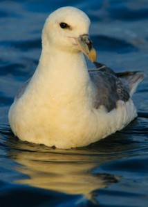 Fulmar,bird photography tuition,Northumberland