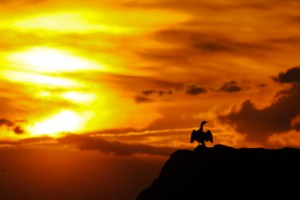 Farne Islands,Northumberland,landscape photography tuition,wildlife photography tuition,seascape photography