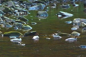 birdwatching,northumberland,north pennines aonb,Goosander