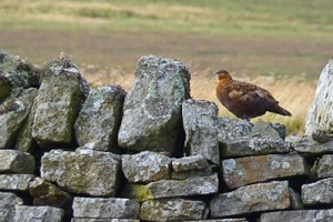 birdwatching,northumberland,north pennines aonb,Red Grouse