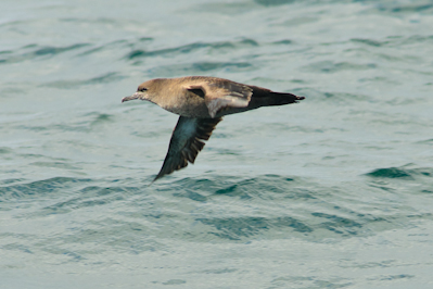Sooty Shearwater,Northumberland,North Sea,pelagics,bird photography