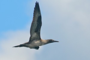 Northern Gannet,North Sea,Northumberland,pelagics,bird photography