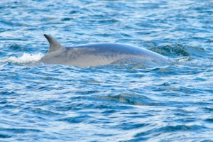 Minke Whale,whale watching,dolphin watching,North Sea,Northumberland,pelagic,wildlife photography tuition