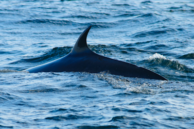 Minke Whale,whale watching,dolphin watching,North Sea,Northumberland,wildlife photography tuition