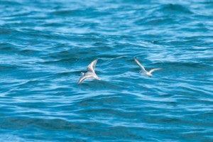 Grey Phalarope,Northumberland,bird photography,pelagic birdwatching trips,pelagic wildlife trips