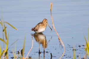 Common Snipe,Northumberland,bird photography,bird photography courses,bird photography holidays