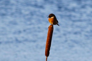Common Stonechat,bird photography,bird photography tuition,Northumberland