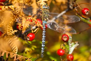 dragonfly,Migrant Hawker,Northumberland,macro photography,macro photography workshop,insect photography,insect photography workshop
