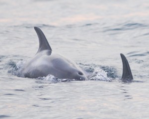 White-beaked Dolphin,Northumberland,north sea pelagics,wildlife photography,dolphin watching trips,whale watching trips