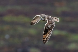 Short-eared Owl,Northumberland,bird photography tuition,bird photography courses Northumberland,bird photography holidays
