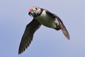 Atlantic Puffin,Fratercula arctica,Inner Farne,Farne Islands,Northumberland,photography workshops,photography holidays,photography tuition