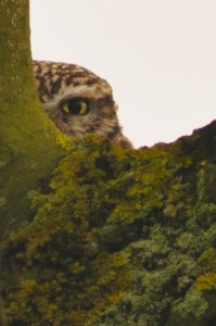Liite Owl,Athene noctua,Northumberland,birdwatching Northumberland,wildlife sfaris UK,wildlife tours UK,wildlife photography,wildlife photography workshops,