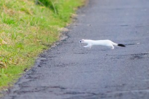 Stoat,Mustela erminea,Northumberland,wildlife sfaris UK,wildlife tours UK,