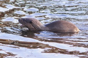 Eurasian Otter,Lutra lutra,Northumberland,Otter watching,Otter safari,otter watching Northumberland,otter safari Northumberland,otter photography,otter photography Northumberland
