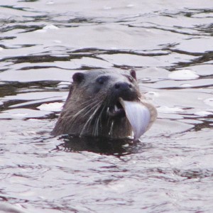 Eurasian Otter,Lutra lutra,otter watching, otter watching uk,otter watching Northumberland,otter photography workshops,otter photography