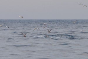 Minke Whale,Balaenoptera acutorostrata,Northumberland,North Sea Pelagics,Northern Experience Wildife Tours,whalewatching England,whalewatching Northumberland,dolphin watching England,dolphin watching Northumberland,dolphin watching North Sea,whalewatching North Sea