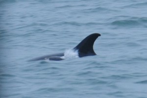 White-beaked Dolphin,Lagenorhynchus albirostris,North Sea,Northumberland,dolphin watching North Sea,North Sea Pelagics,dolphin watching Northumberland,dolphin watching England