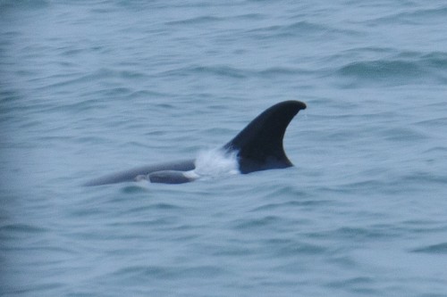 White-beaked Dolphin,Lagenorhynchus albirostris,North Sea,Northumberland,dolphin watching North Sea,North Sea Pelagics,dolphin watching Northumberland,dolphin watching England